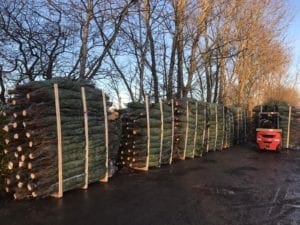 Christmas Trees for sale