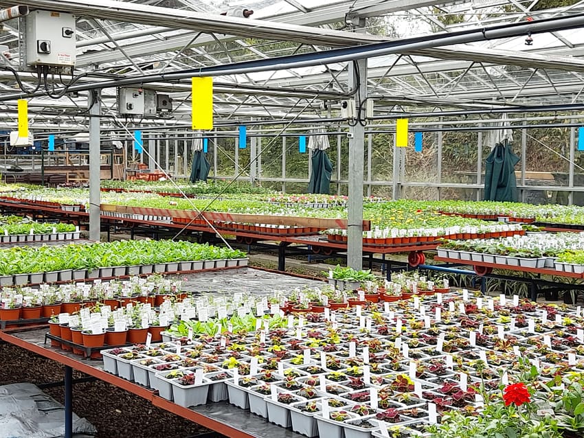 Large greenhouse of bedding plants