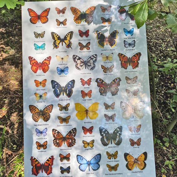 butterflies on a poster