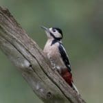 Woodpecker on a tree branch