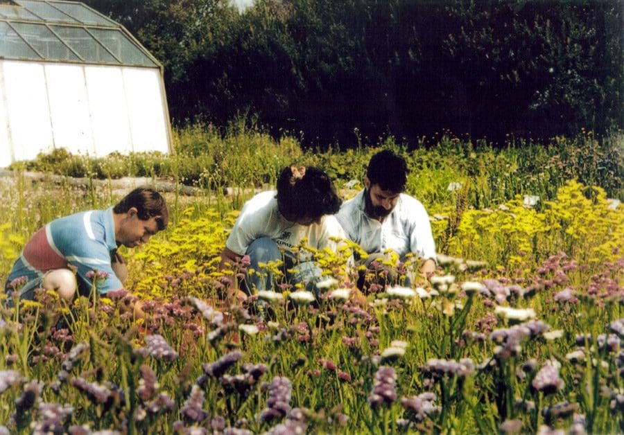 Picking flowers to dry 1994