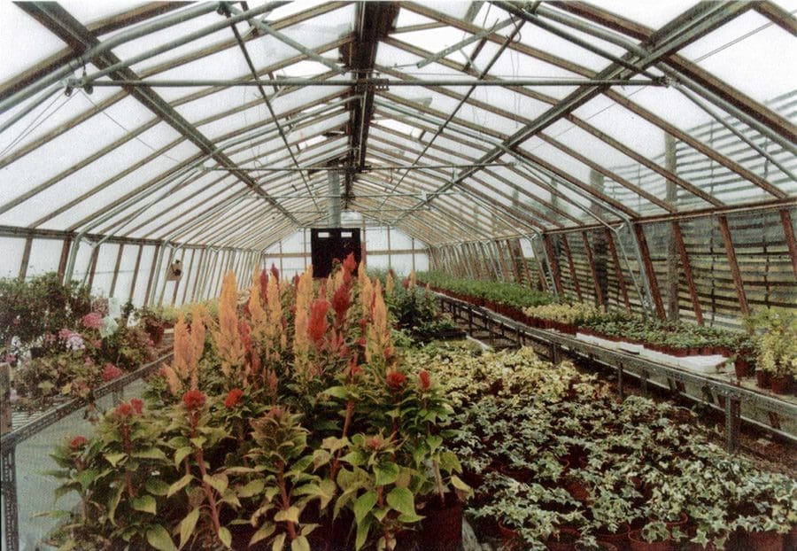 Inside the Horticap greenhouses 1986-88