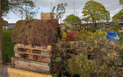 Gold again at Harrogate Spring Flower Show 2025!