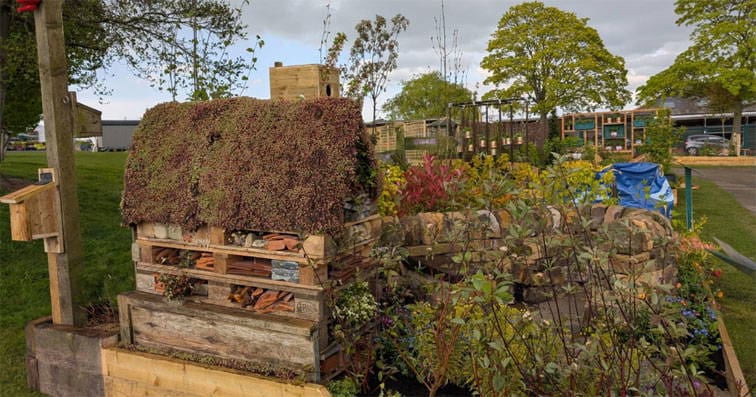 Gold again at Harrogate Spring Flower Show 2025!
