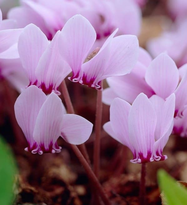 Cyclamen hederifolium