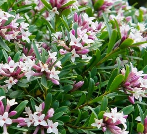 Daphne Eternal Fragrance