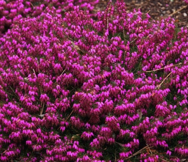 Erica Carnea