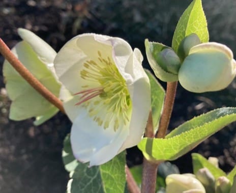 Helleborus winter angels
