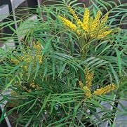 Mahonia soft caress