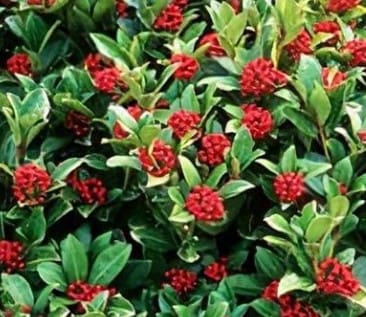 Skimmia Reevesiana