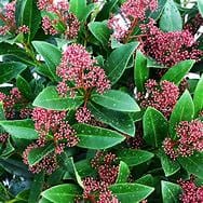 Skimmia rubella