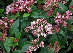 Viburnum tinus