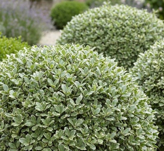 pittosporum snowball
